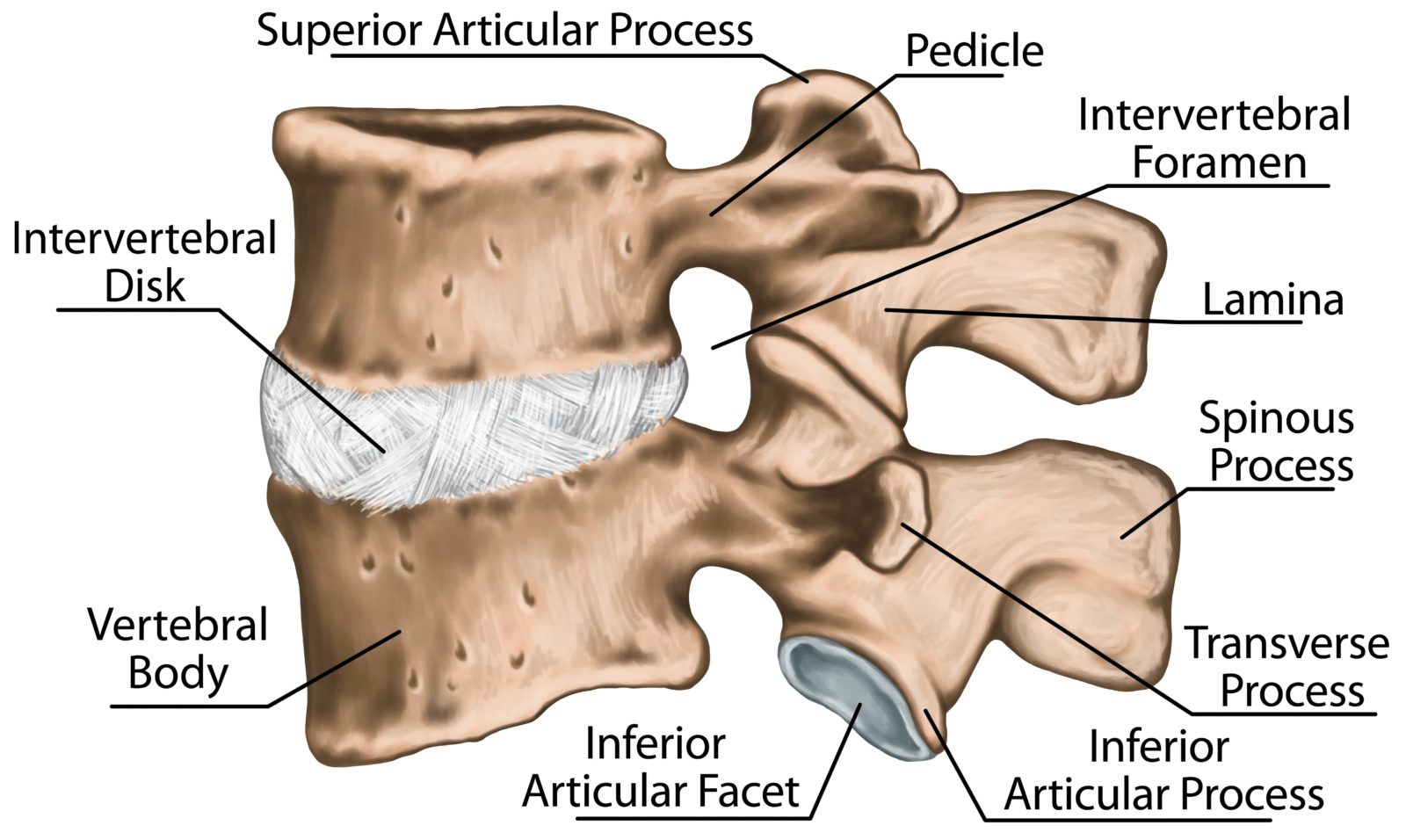 parts of vertebrae 