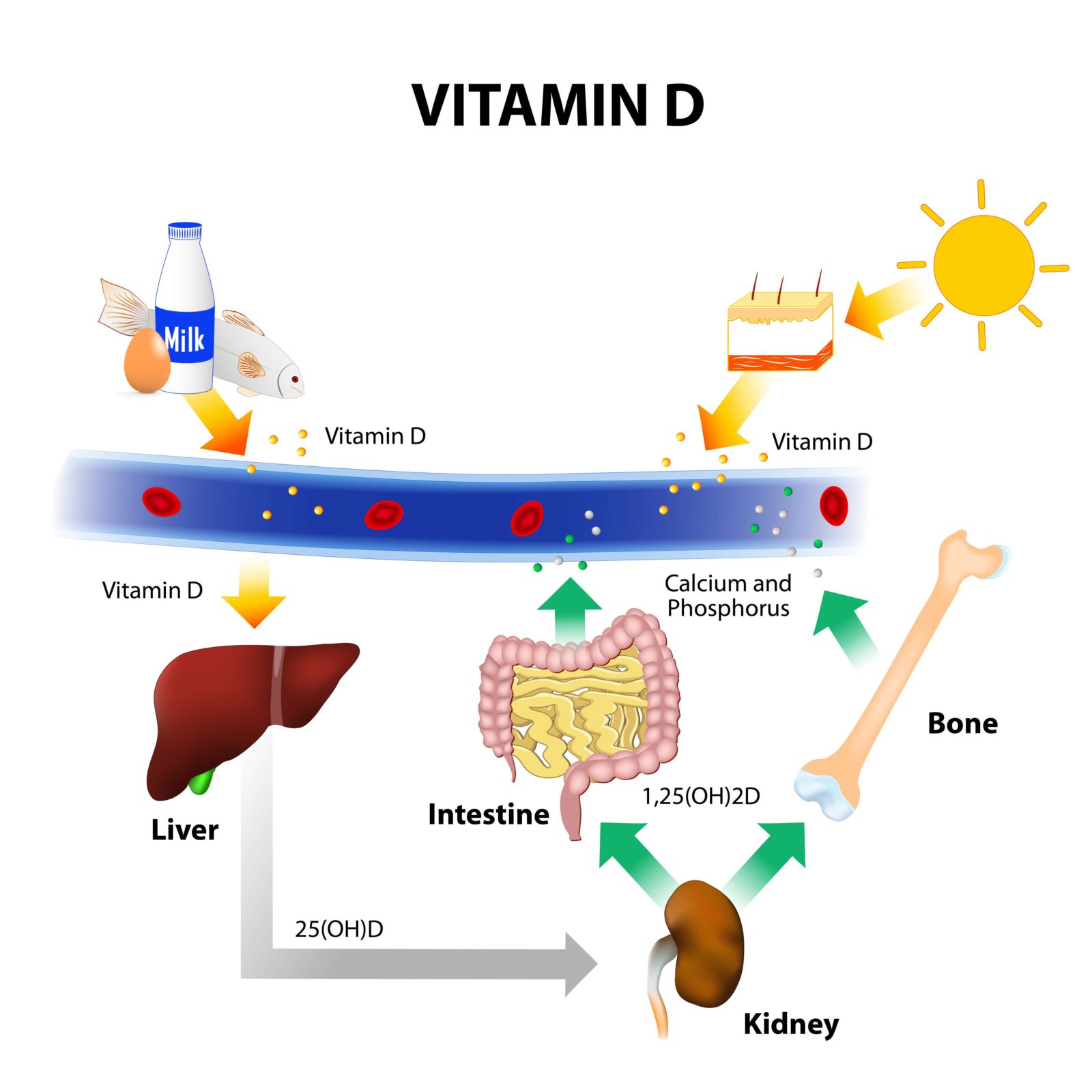 Vitamin D And Your Spine New Jersey Comprehensive Spine Care