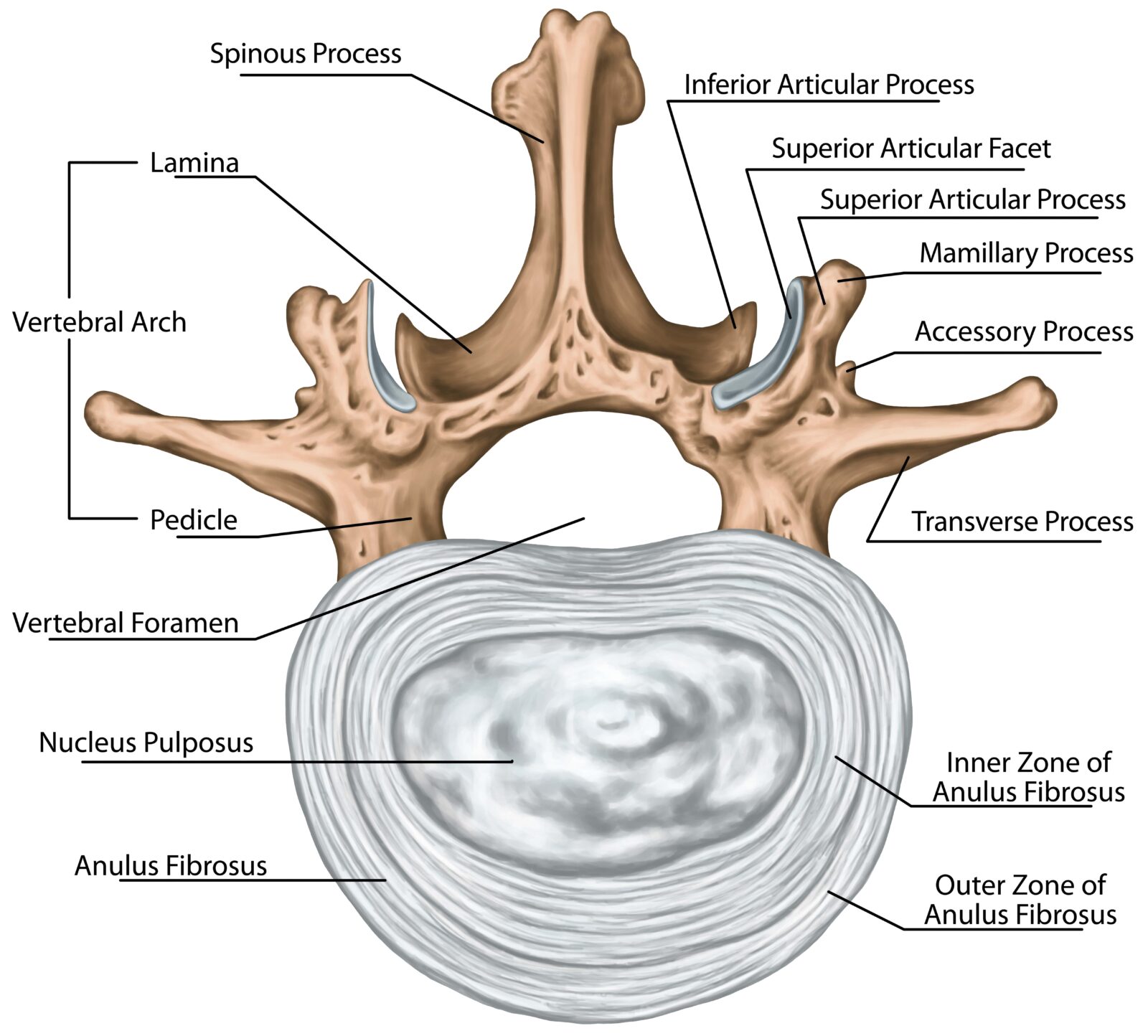 lumbar vertebrae anatomy
