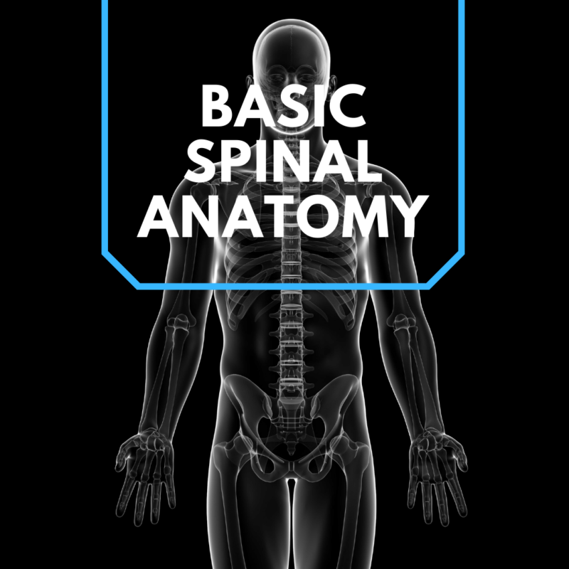 Basic Spinal anatomy