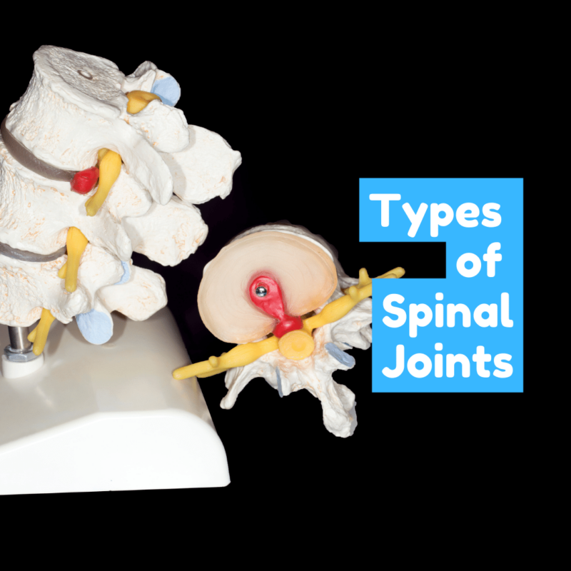 Types of Spinal Joints