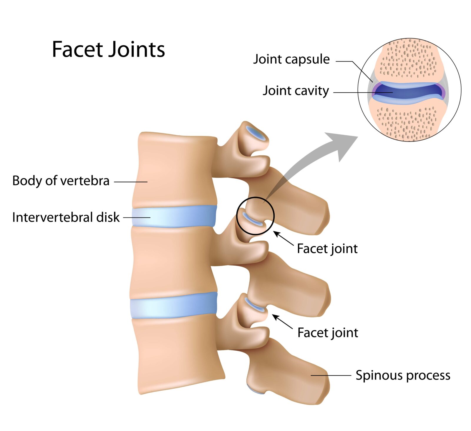 facet joints and intervertebral discs